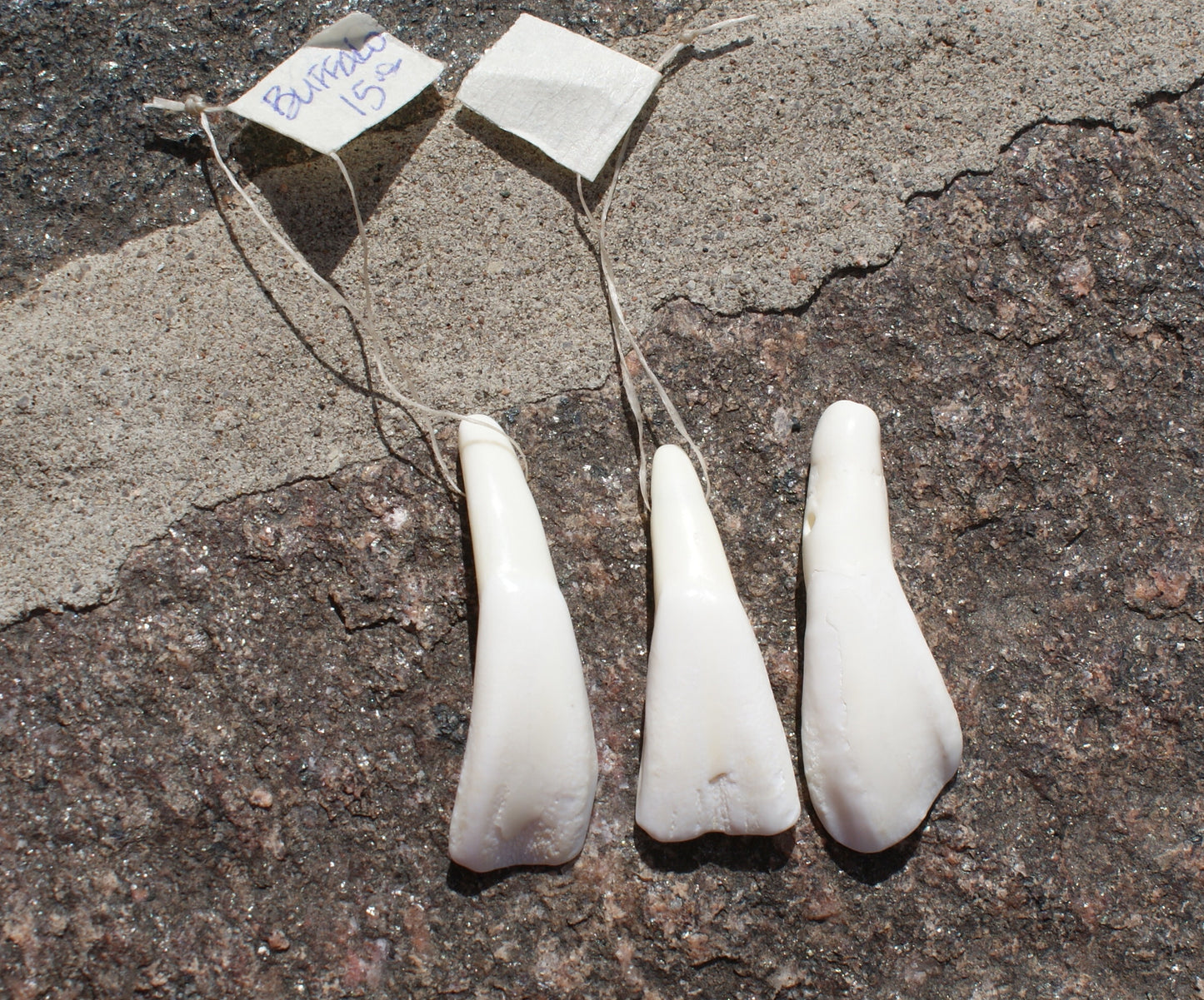 Buffalo Teeth