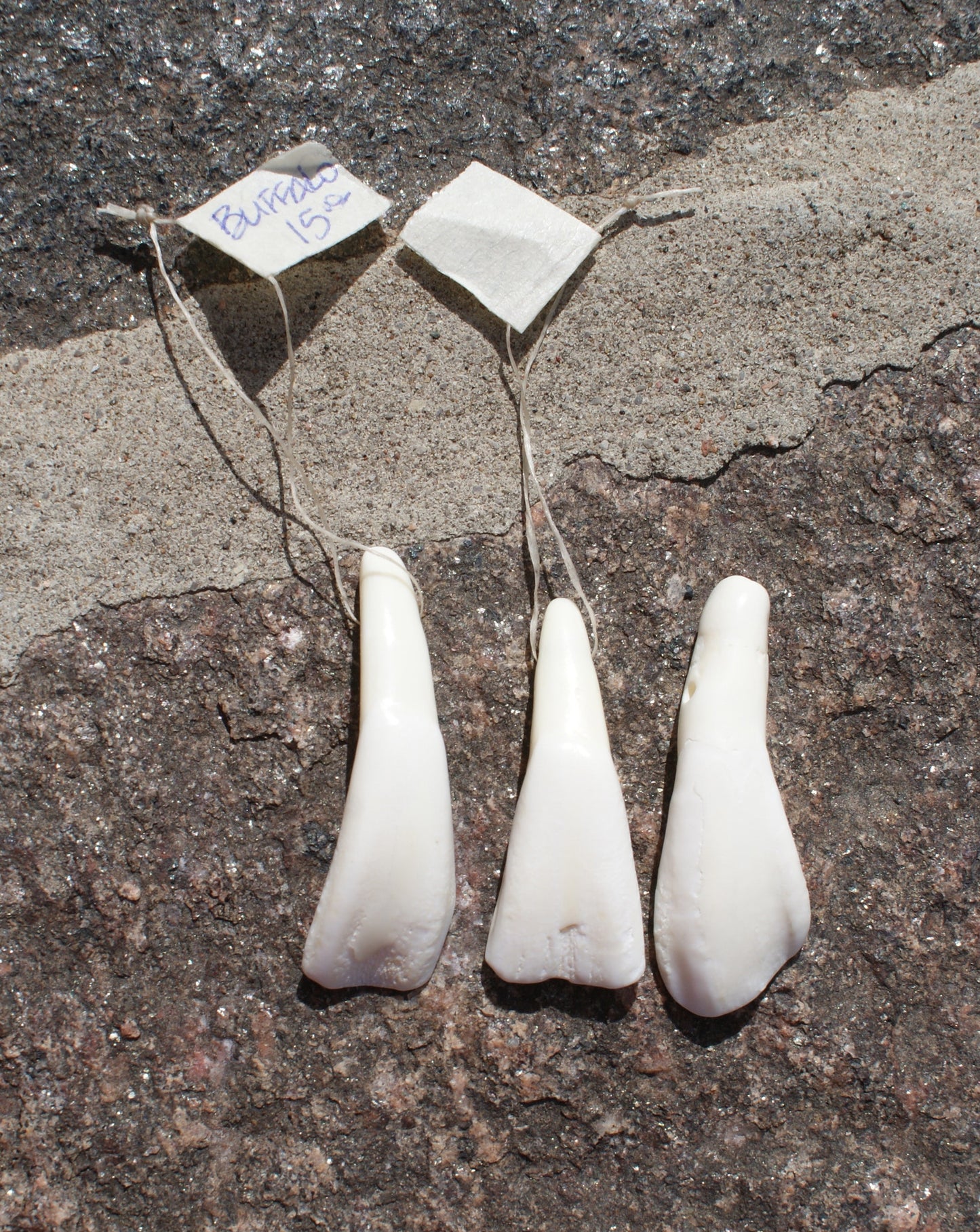 Buffalo Teeth