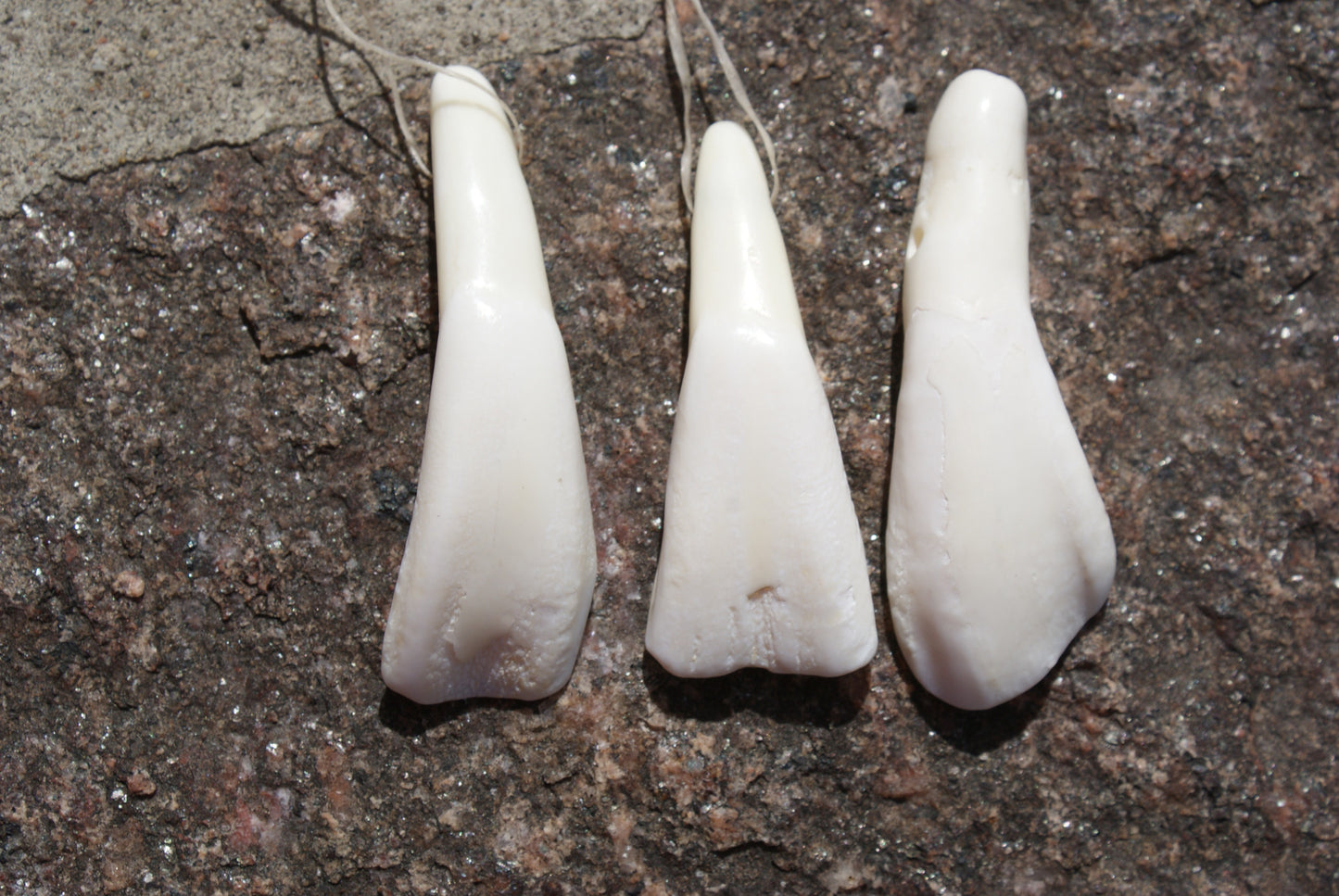 Buffalo Teeth