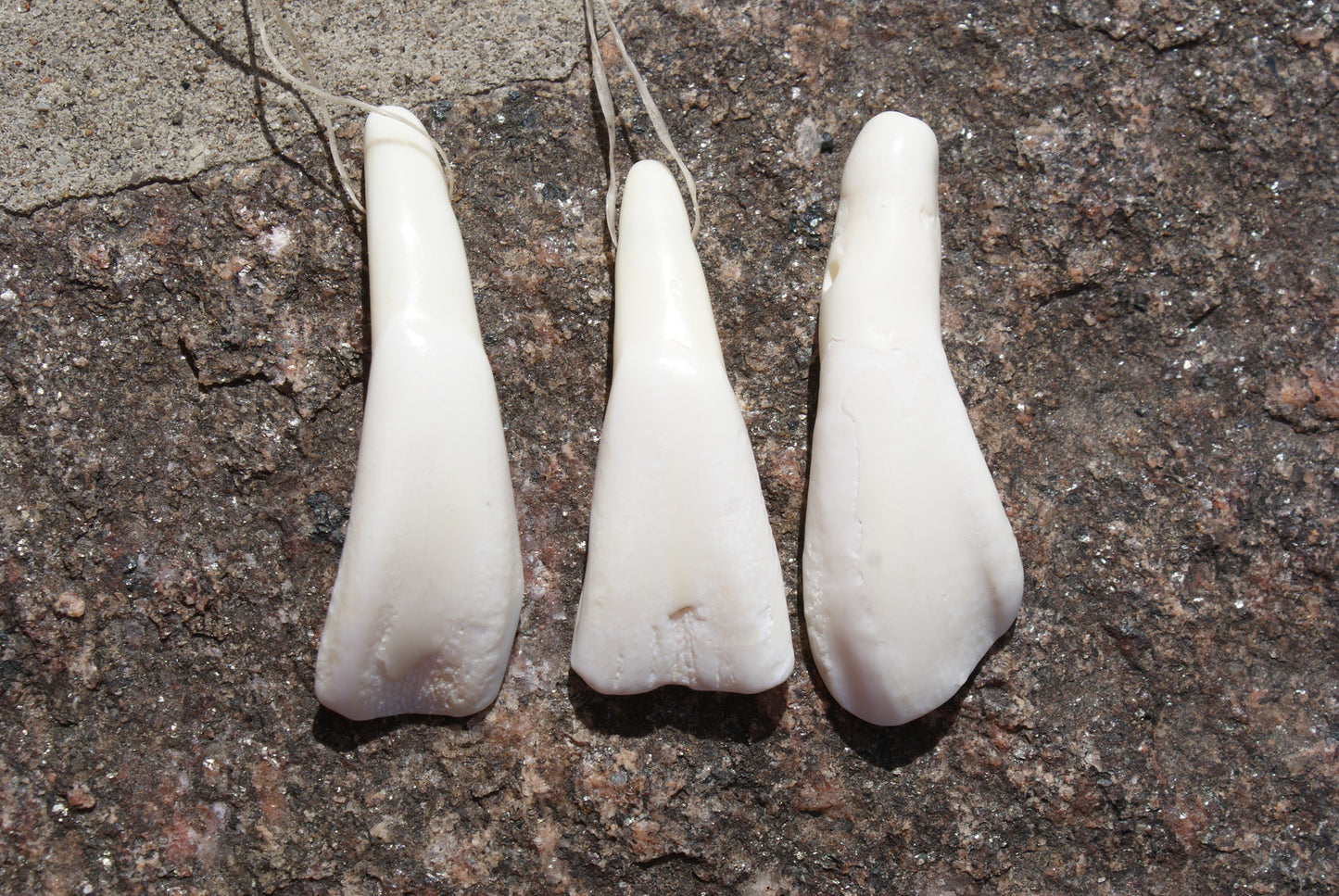 Buffalo Teeth