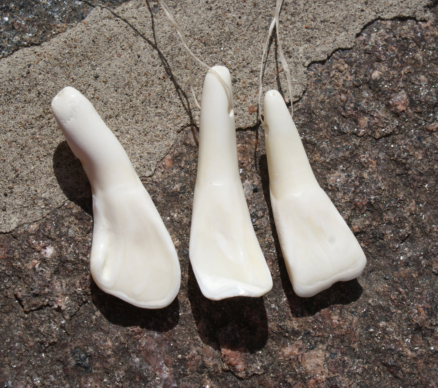 Buffalo Teeth