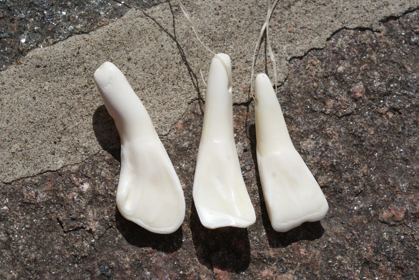 Buffalo Teeth